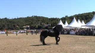 preview picture of video 'Fête du cheval Levens juillet 2009 J-C ANDRIEUX (partie 3)'