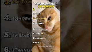 Classement des moments les plus drôles vécus par les chats