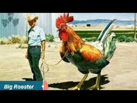 The Biggest Rooster of the World  The Biggest Cock in the World | Chickens