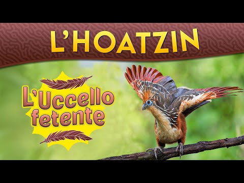 The Hoatzin: The Stinking Bird ► Episode 242