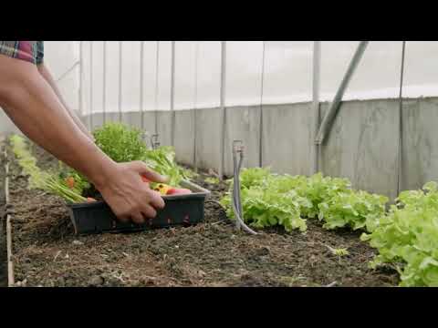 Fatty Liver Reversal Guide