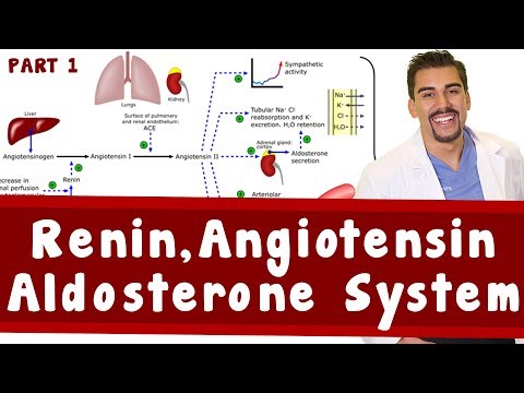 Renin, Angiotensin, Aldosterone System. Part 1