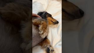 ぐっすり眠る朝方のミニチュアダックス🐶　#ミニチュアダックスフンド #癒し #眠る