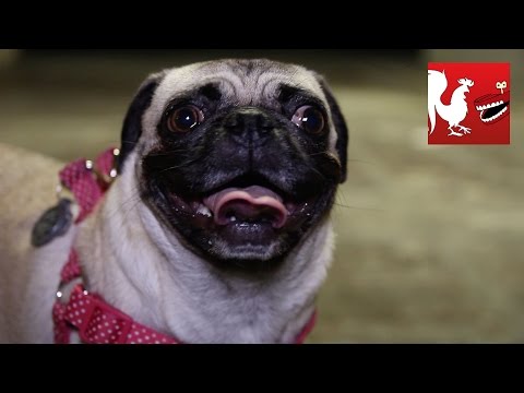RT Recap - Pets of RT