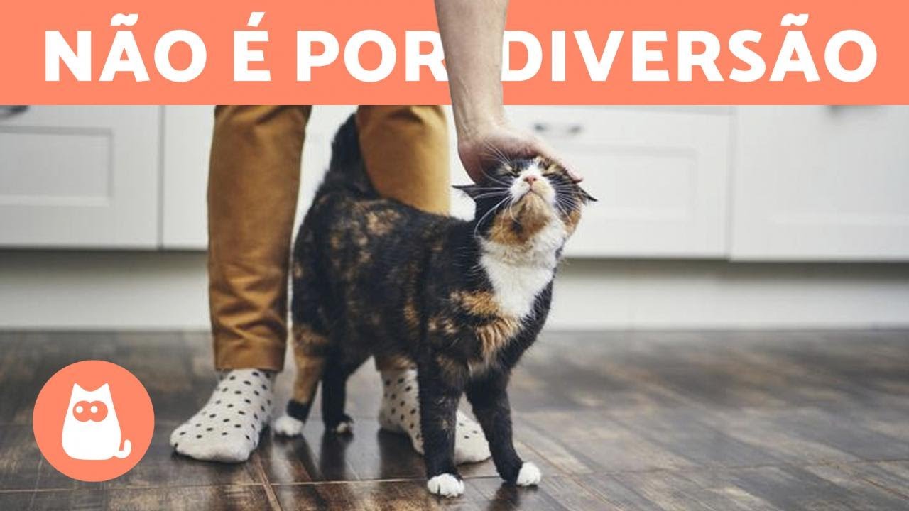 Por que os gatos passam entre nossa pernas? 🐱