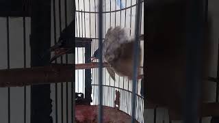 Download lagu BURUNG KUTILANG SEDANG BIRAHI mp3