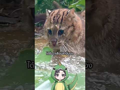เสือปลาแมวป่าที่ไม่กลัวน้ำ | TOGE トゲ