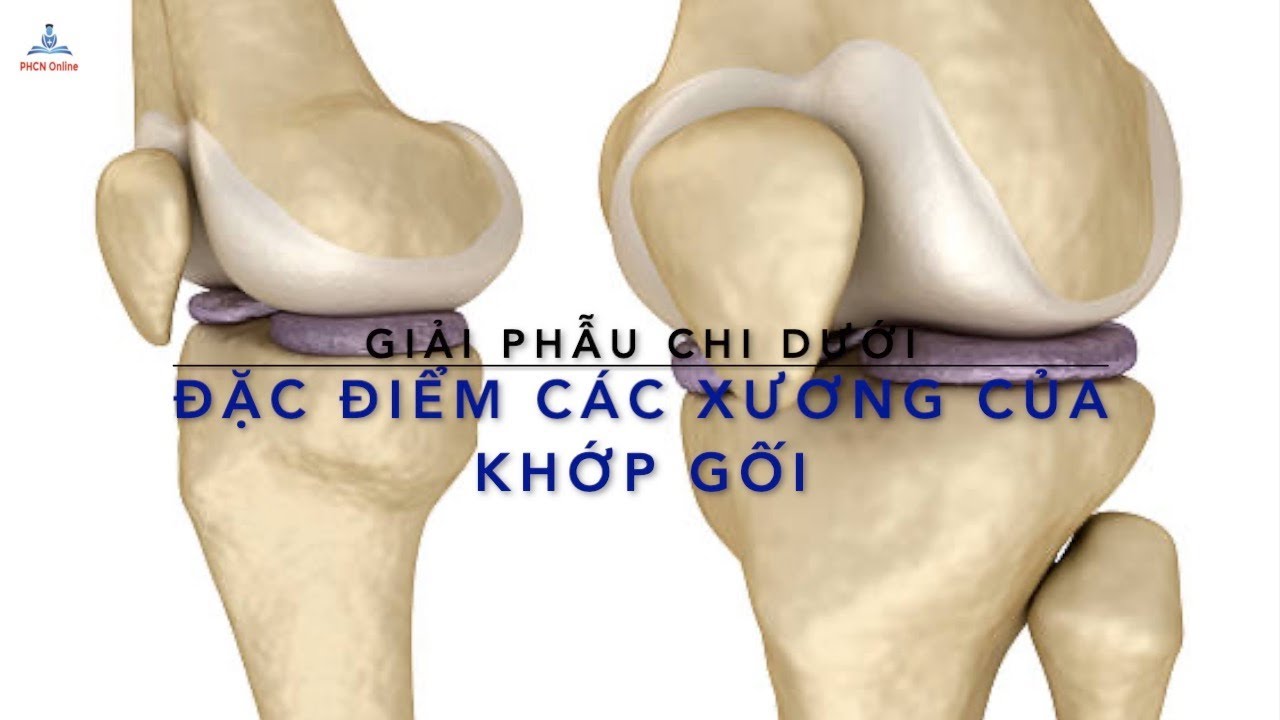 Các Xương của khớp Gối
