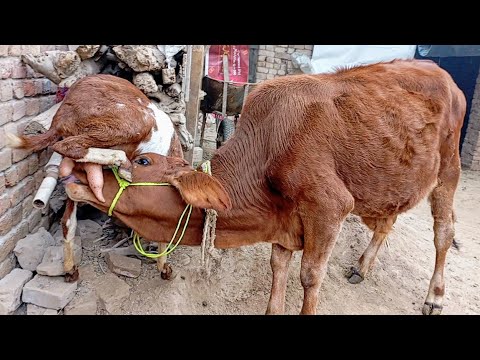 goat milk feeding | goat feeding milk to another animals | Nikka Haji