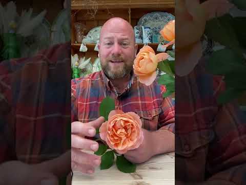 The lady Emma hamilton from @david_austin_roses  #gardenerben