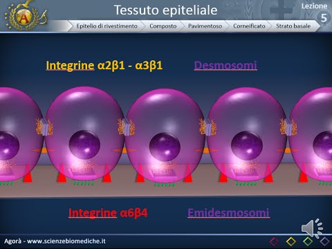 Istologia 05 - Epitelio pavimentoso composto corneificato