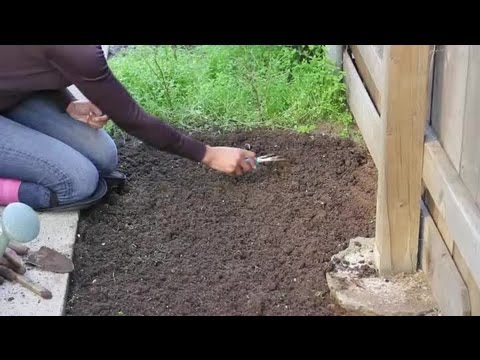 download lagu mp3 mp4 How To Plant Sweet Corn Plants, download lagu How To Plant Sweet Corn Plants gratis, unduh video klip How To Plant Sweet Corn Plants
