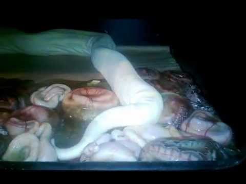 YouTube Video A5AZG9gNgGE