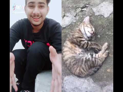 Muneeb Ali  Tik Tok musically mp4 hd video