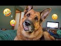 I Dare You Not To LAUGH At These FUNNY DOGS Best Funny Animals Videos 2025 92
