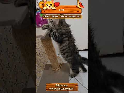 Vídeo de Live 
