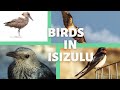 IsiZulu Names Of Birds In Zulu Motale Matakalatse