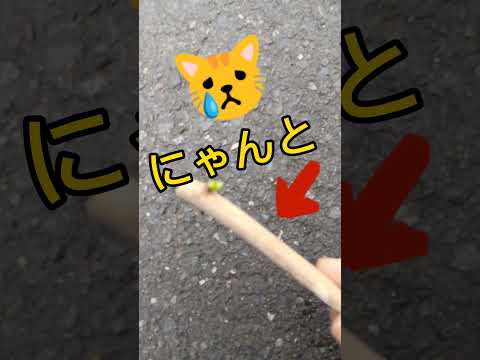 アジサイを移植する時期と方法は？すべての庭師へのヒント  庭園