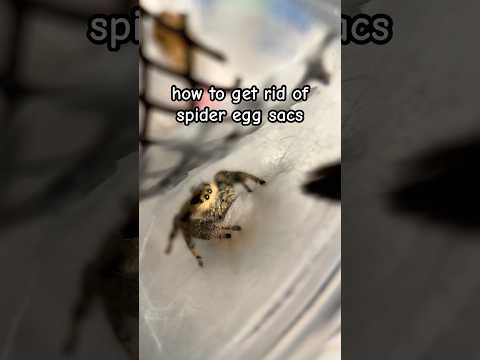 how to get rid of spider egg sacs