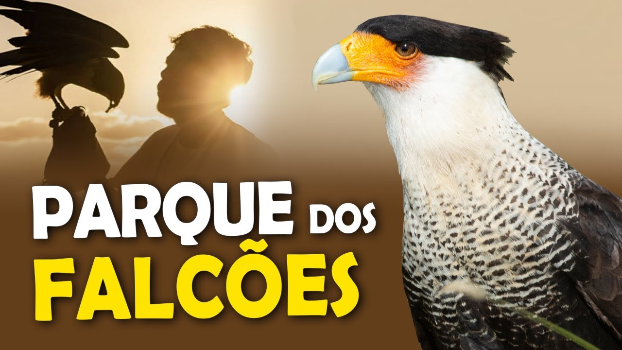 PARQUE DOS FALCÕES, o paraíso das aves de rapina nordestinas!