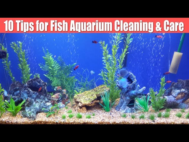 10 Tips for How to clean fish aquarium/tank hindi, Fish Tank Ka Pani Kese Change, Aquarium medicine