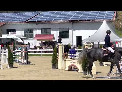 DONNA Z (5yo Dominator Z) 28.04.22 Leutkirch - SPF L 115 cm WN 8,0