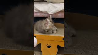 メインクーンのあかねちゃん（こっち見んな１分動画）