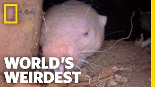 World's Weirdest - Naked Mole Rats