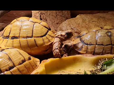 deinZoo - Ägyptische Landschildkröten