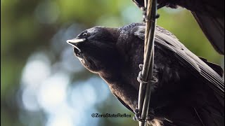 Observe, Balance, Caw