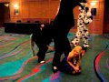 HORSE RAPES WOMAN