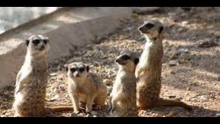 Simon and Garfunkel - "At the Zoo"