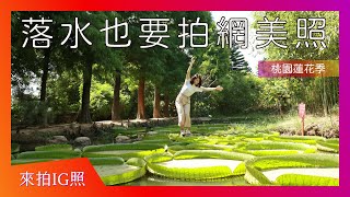 Fw: [遊記] 桃園觀音蓮花季 來坐大王蓮