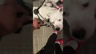 Download lagu Dog crocs in sport mode mp3