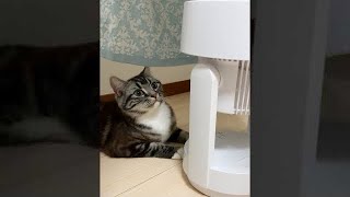 #Shorts 自分で操作してドヤる猫w 足長マンチカン まる Munchkin cat