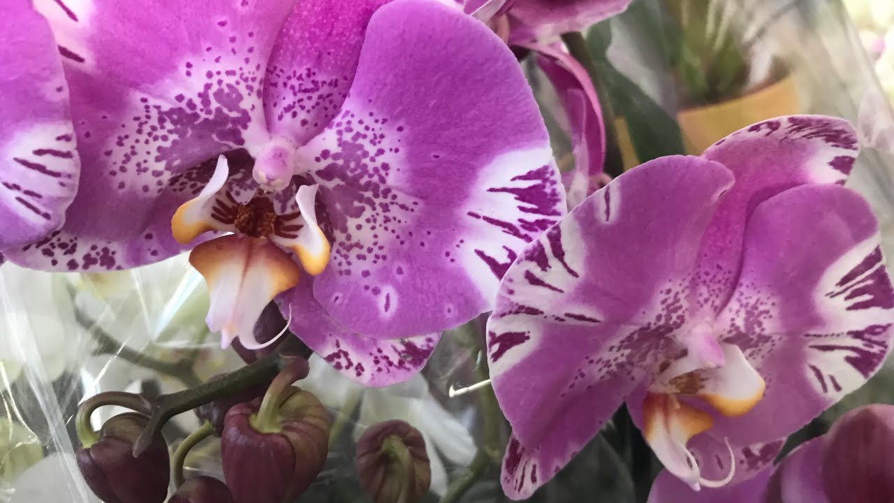 орхидеи в уценке в оби. фаленопсис в оби.