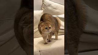 He Works For Treats And Pets 😂