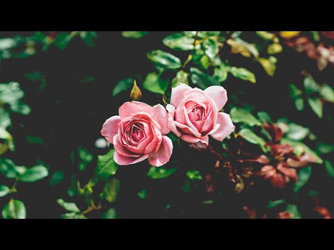 Santzu - Climax (Prod. Santzu)