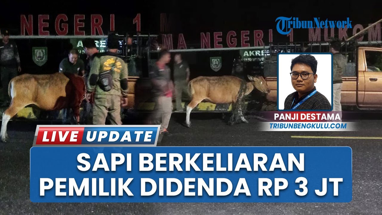 Satpol PP Mukomuko Tangkap Sapi Berkeliaran, Pemilik Terancam Denda Rp 3 Juta