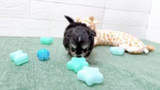 ハーフ犬の動画01