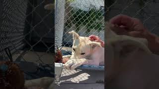 Video preview image #1 Labrador Retriever-Unknown Mix Puppy For Sale in Rootstown, OH, USA