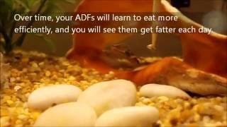 African Dwarf Frog: How to feed African Dwarf Frogs (ADFs)
