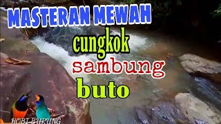 Download lagu masteran cucak cungkok sambung tengkek buto, ngekek panjang jernih suara kasar 2022 mp3