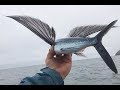 flying fish picked off from above and below | bbc planet earth