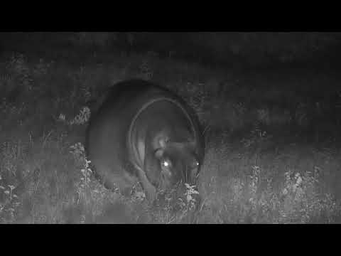 Djuma: Hippo out of the dam grazing - 00:24 - 01/24/21