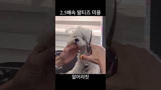 60초로 보는 말티즈 미용영상 #알머리컷