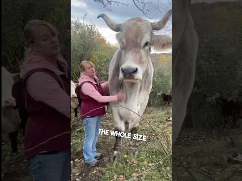 This man owns a giant animal on his farm 😳
