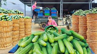 Use Truck To Harvest 50KG Of Delicious Giant Cucumbers Goes To Sell For Villager | Phương Farm Life