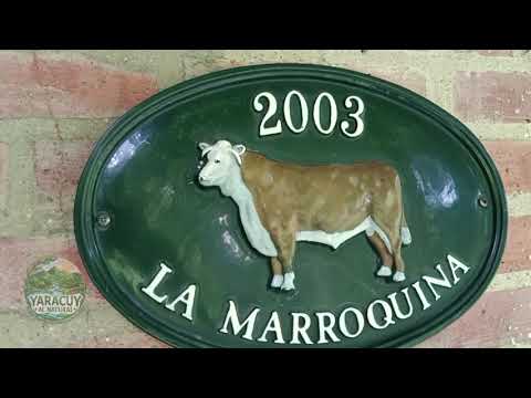 CAPÍTULO 1 | YARACUY AL NATURAL DESDE LA HACIENDA Y LÁCTEOS LA MARROQUINA 