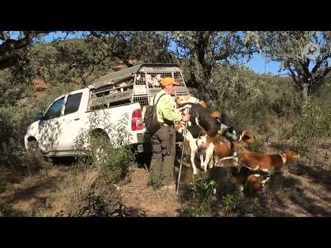 El alma de las monterías, las rehalas | Cazadores de Lances